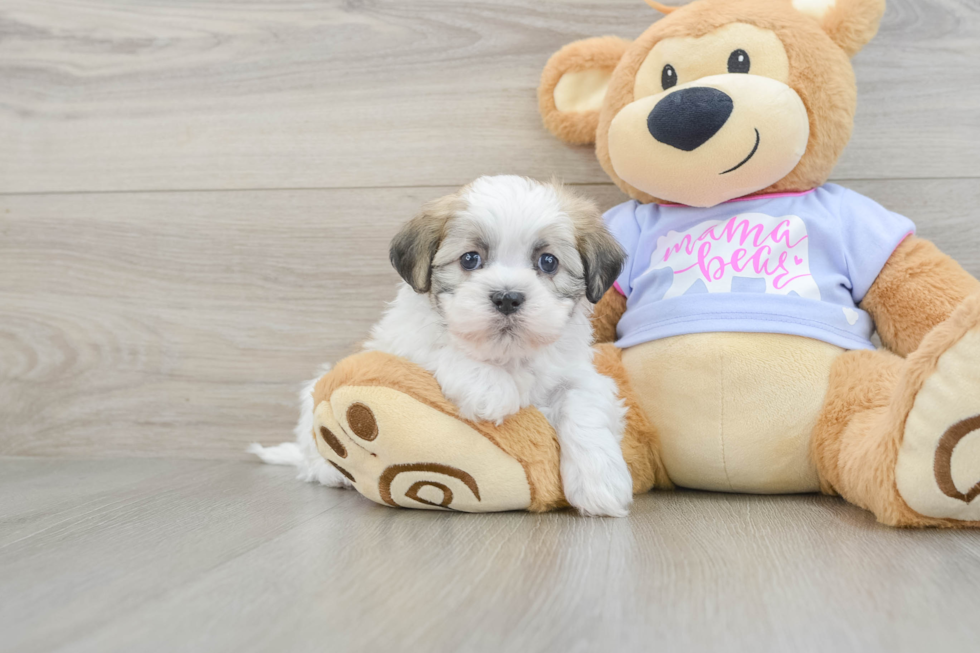 Fluffy Teddy Bear Designer Pup