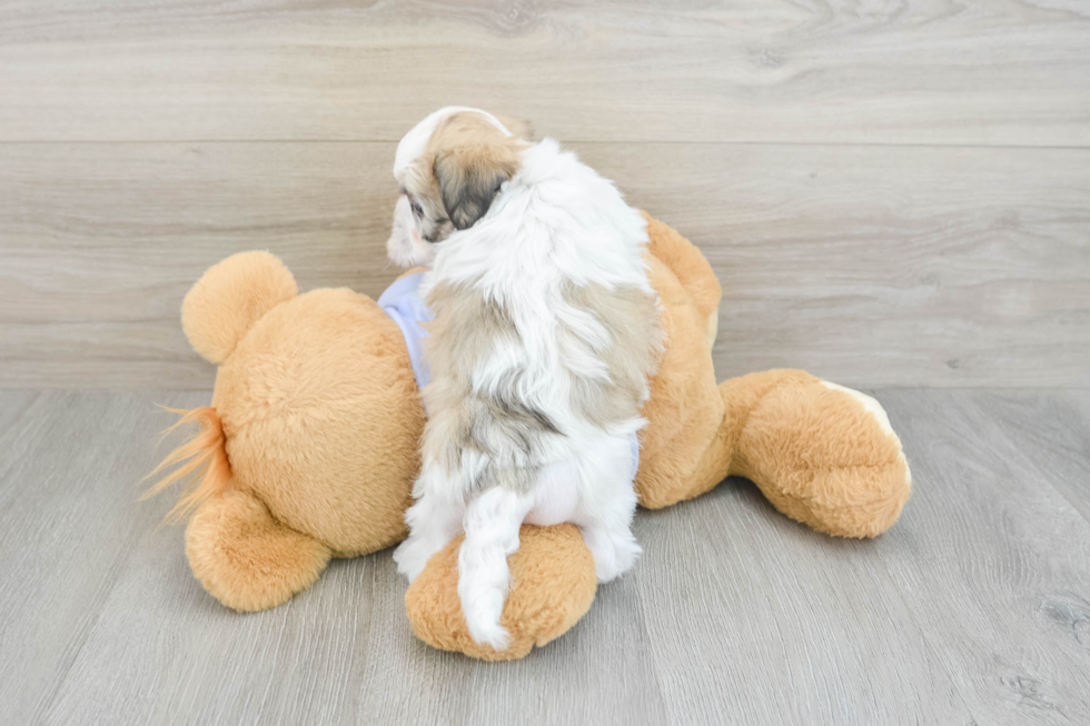 Cute Teddy Bear Baby