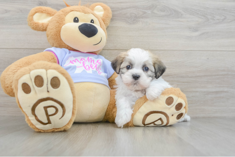 Teddy Bear Puppy for Adoption