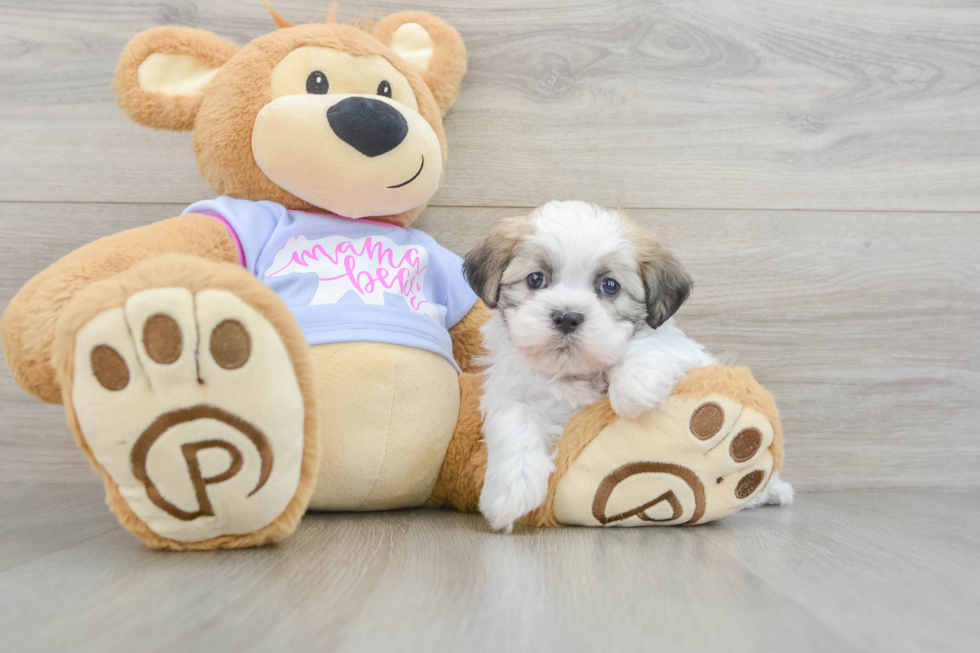 Teddy Bear Puppy for Adoption