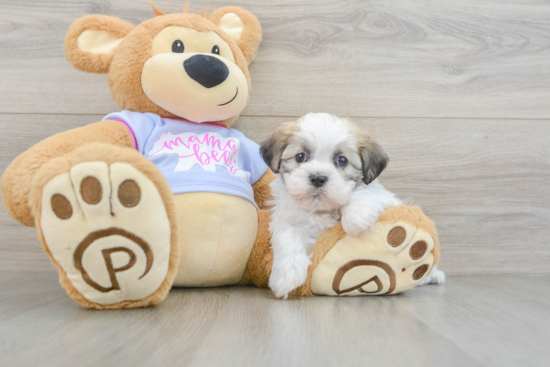 Teddy Bear Puppy for Adoption