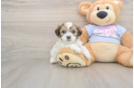 Fluffy Teddy Bear Designer Pup