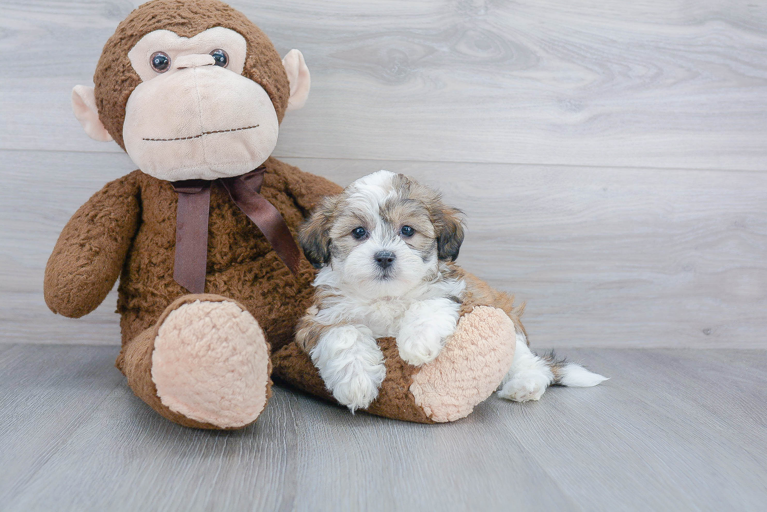 Best Teddy Bear Baby