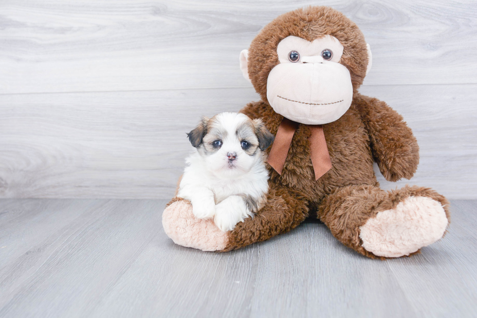 Cute Teddy Bear Baby