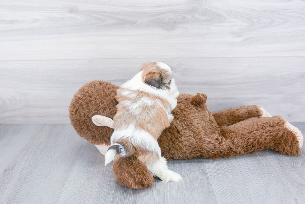 Teddy Bear Pup Being Cute