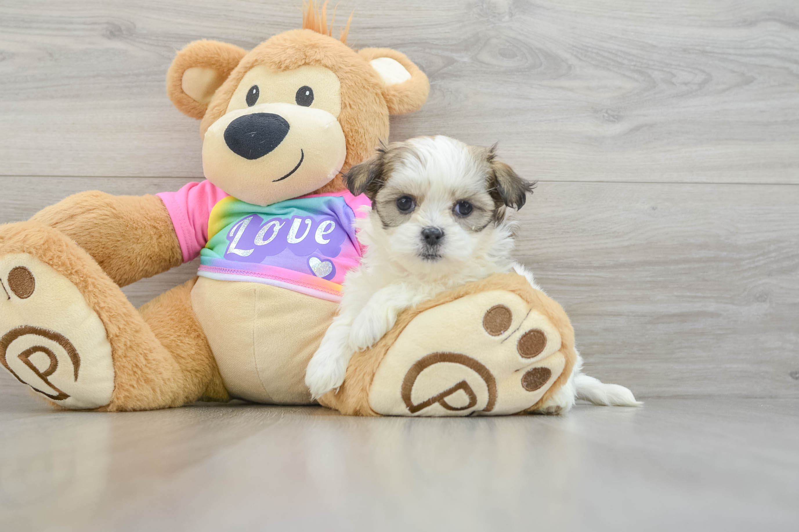 Teddy Bear Pup Being Cute