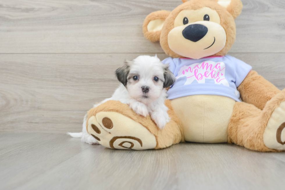 Smart Teddy Bear Designer Pup
