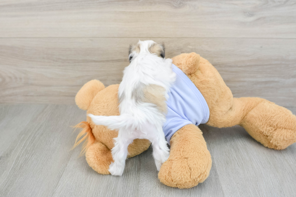 Teddy Bear Puppy for Adoption