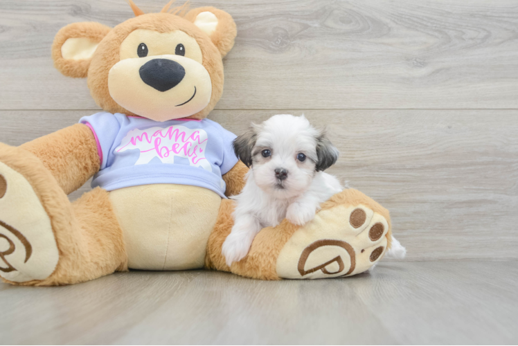 Popular Teddy Bear Designer Pup