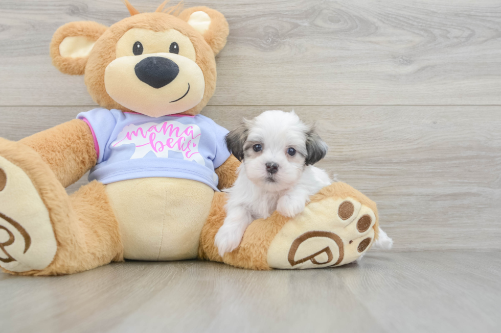 Popular Teddy Bear Designer Pup