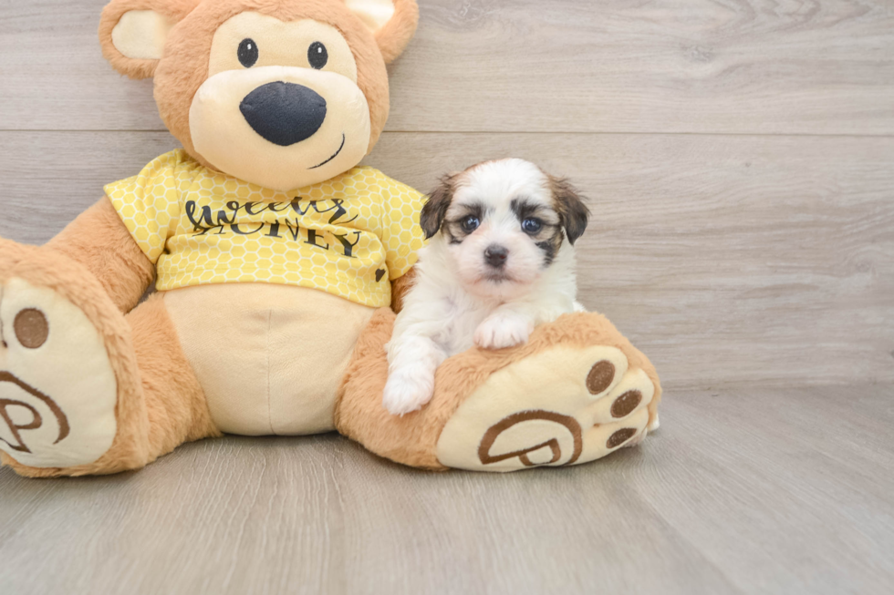 Best Teddy Bear Baby
