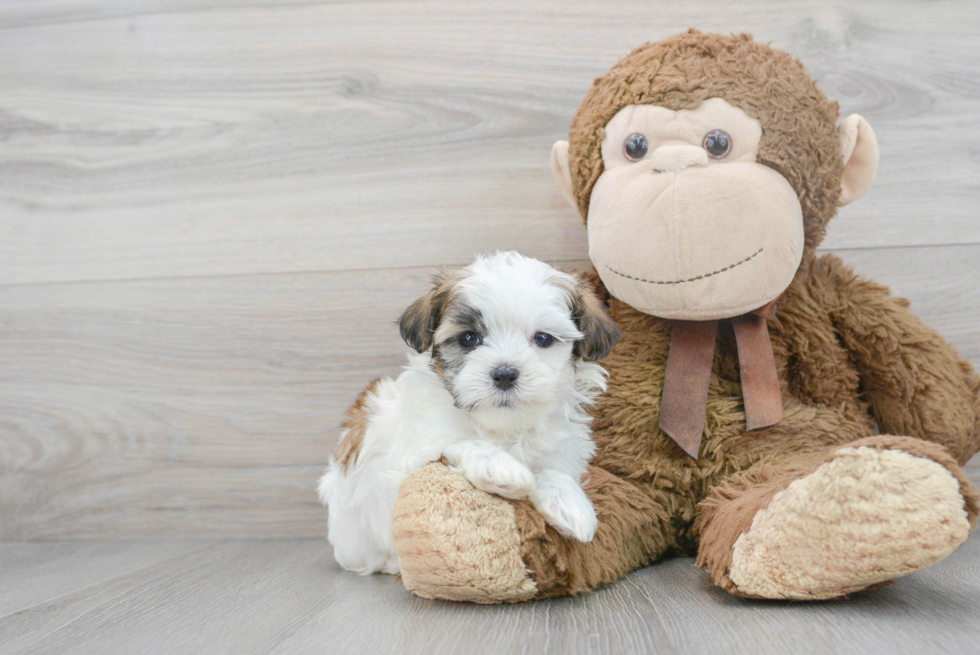 Teddy Bear Puppy for Adoption