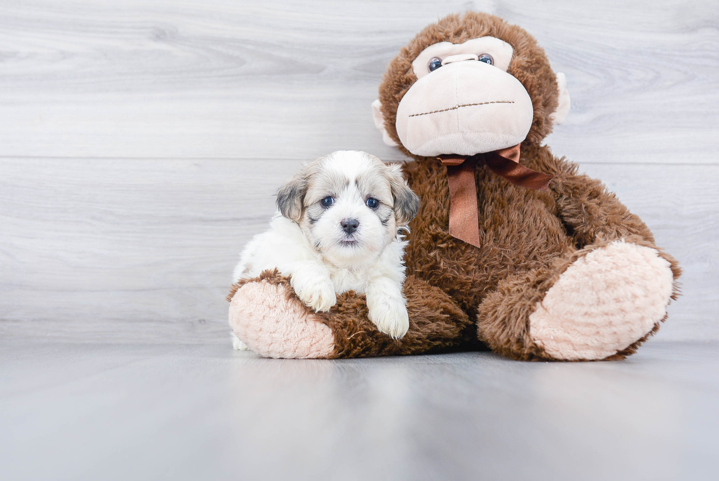 Teddy Bear Puppy for Adoption