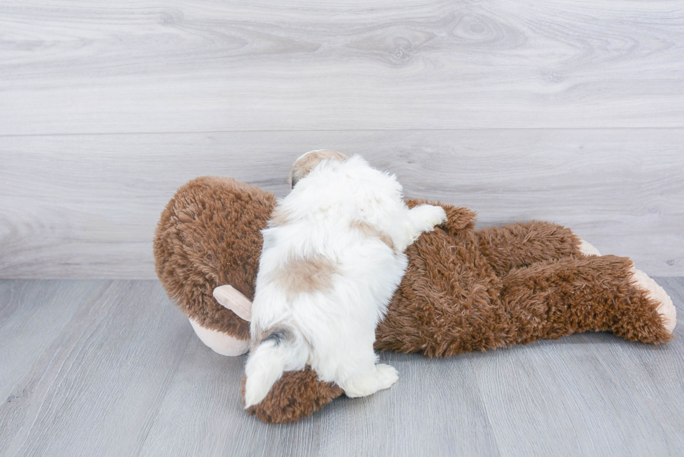 Best Teddy Bear Baby