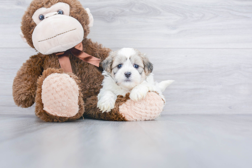 Playful Shit Designer Puppy