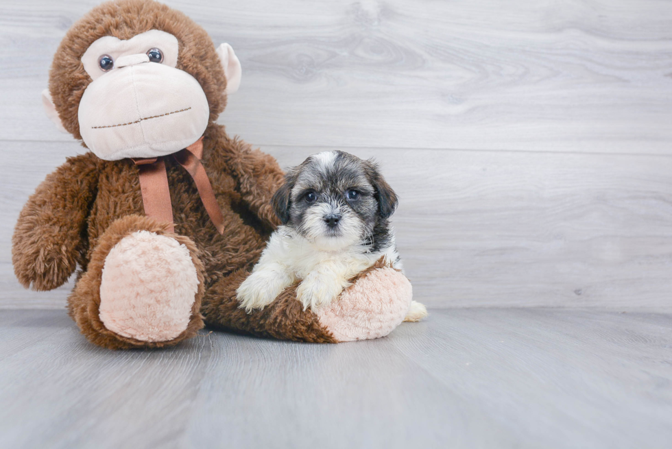 Teddy Bear Pup Being Cute