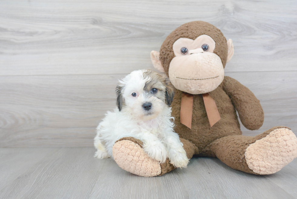 Friendly Teddy Bear Baby