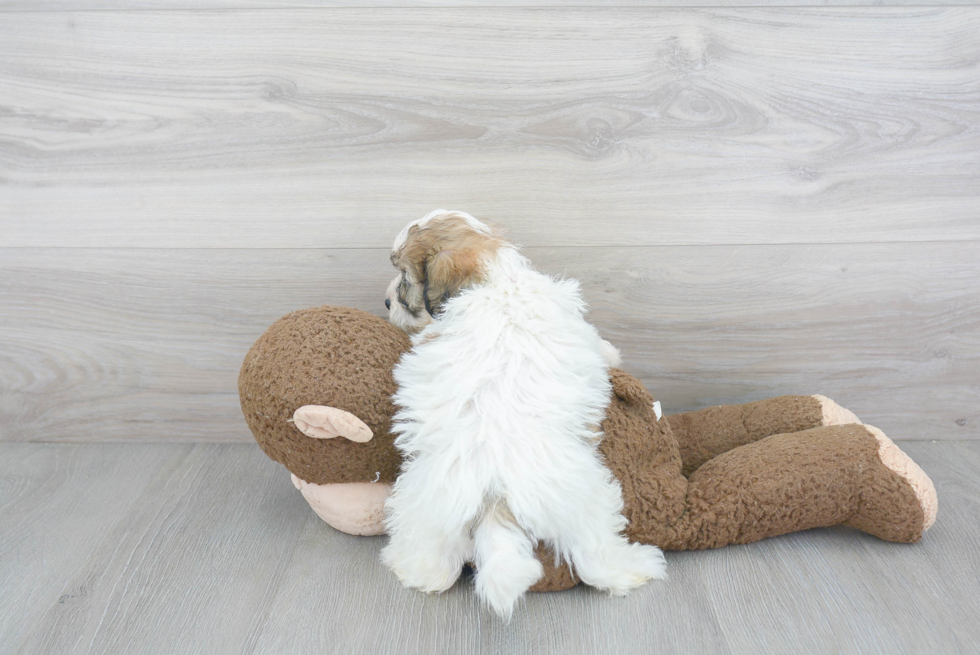 Playful Shit Designer Puppy