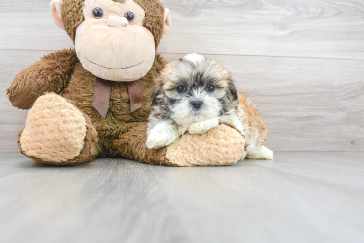 Friendly Teddy Bear Baby