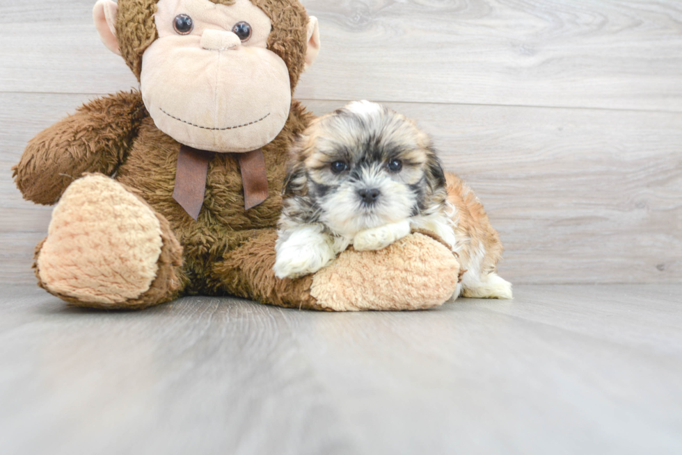 Friendly Teddy Bear Baby