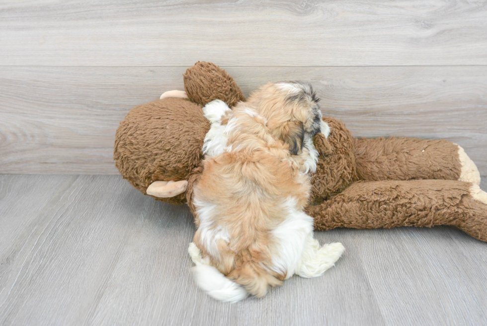 Hypoallergenic Shitzu Designer Puppy