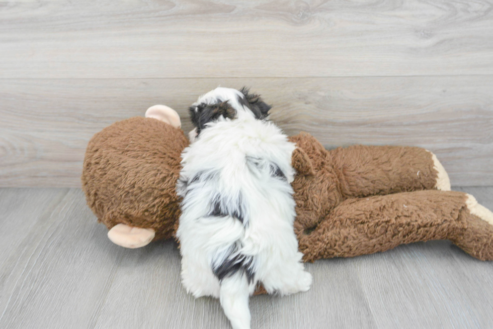 Funny Teddy Bear Designer Pup