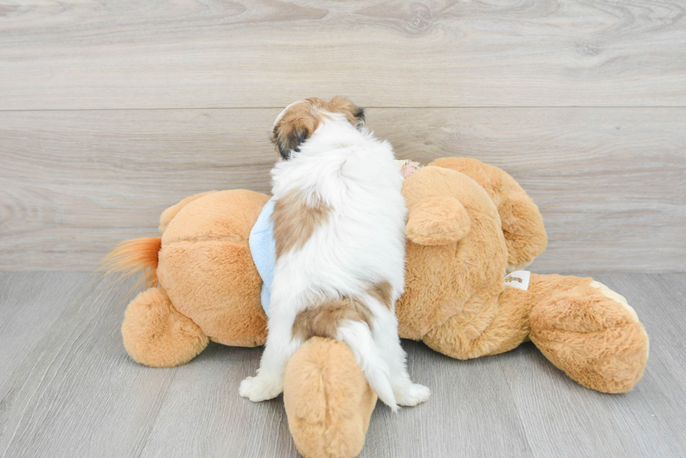 Teddy Bear Pup Being Cute