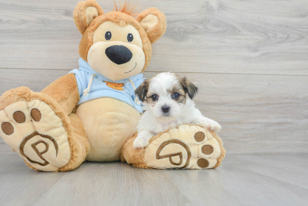 Best Teddy Bear Baby