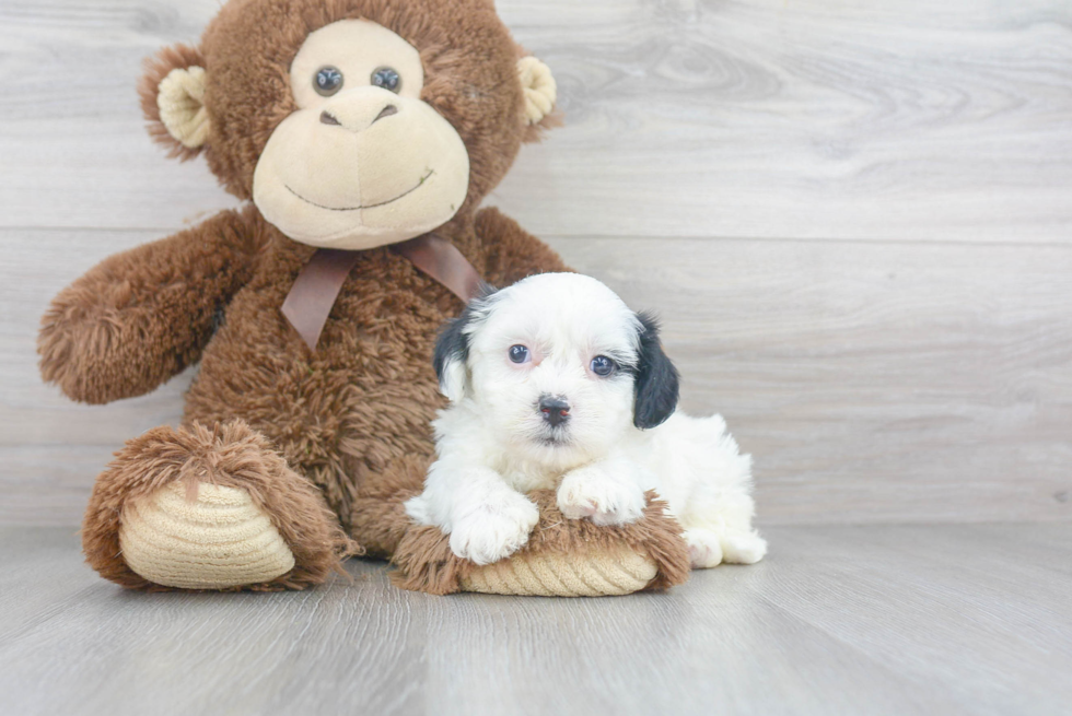 Teddy Bear Pup Being Cute