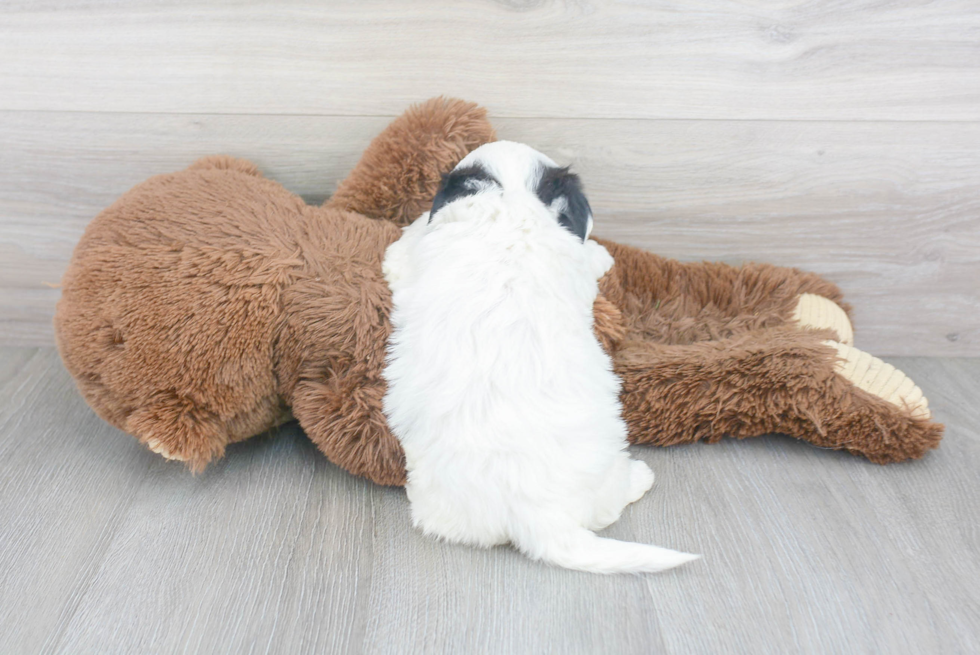 Hypoallergenic Shitzu Designer Puppy