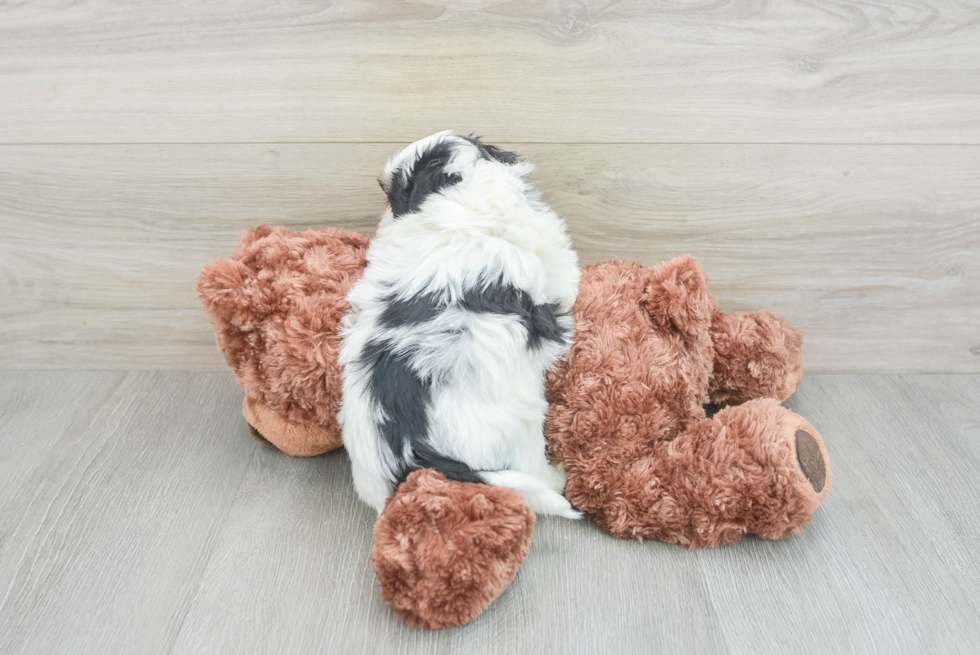 Teddy Bear Puppy for Adoption