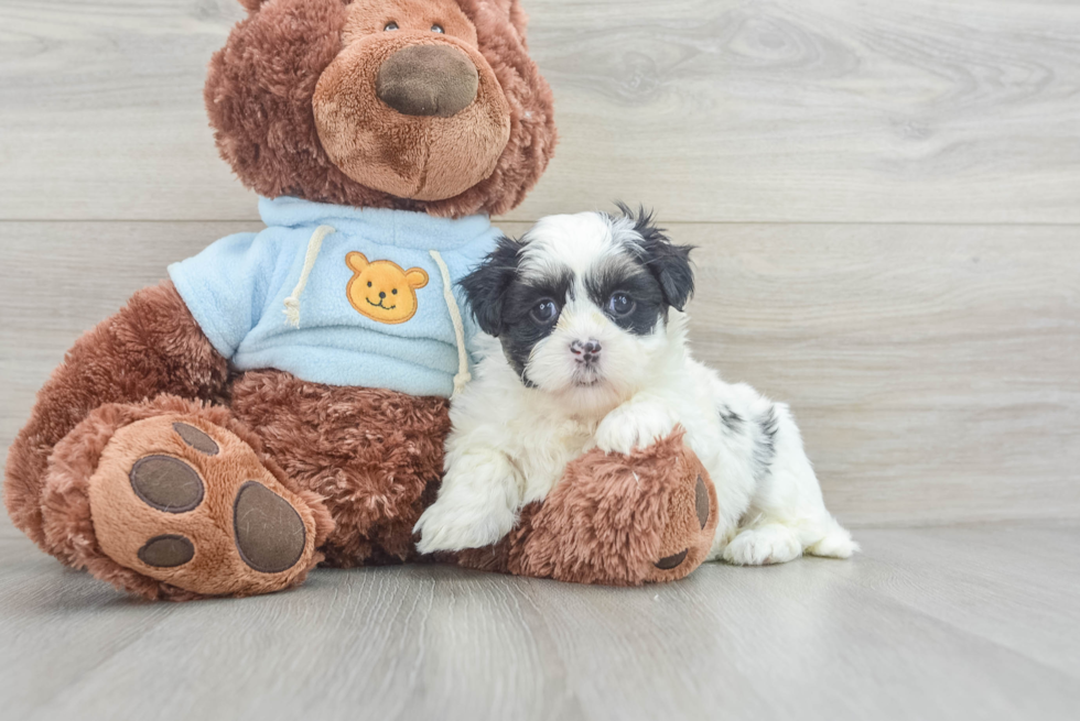 Popular Teddy Bear Designer Pup