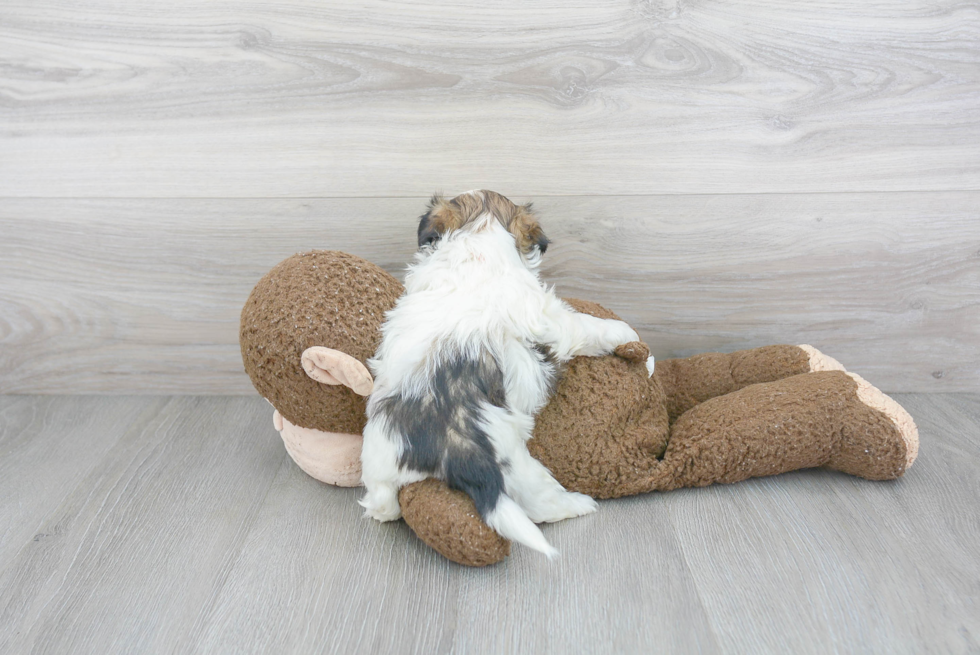 Best Teddy Bear Baby