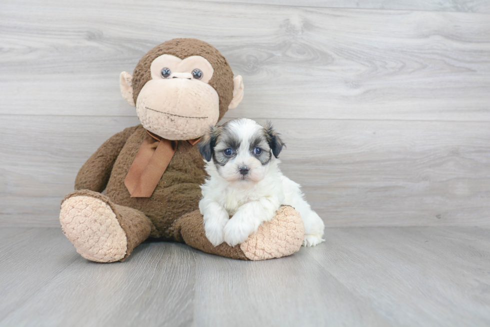 Adorable Shi Chon Designer Puppy