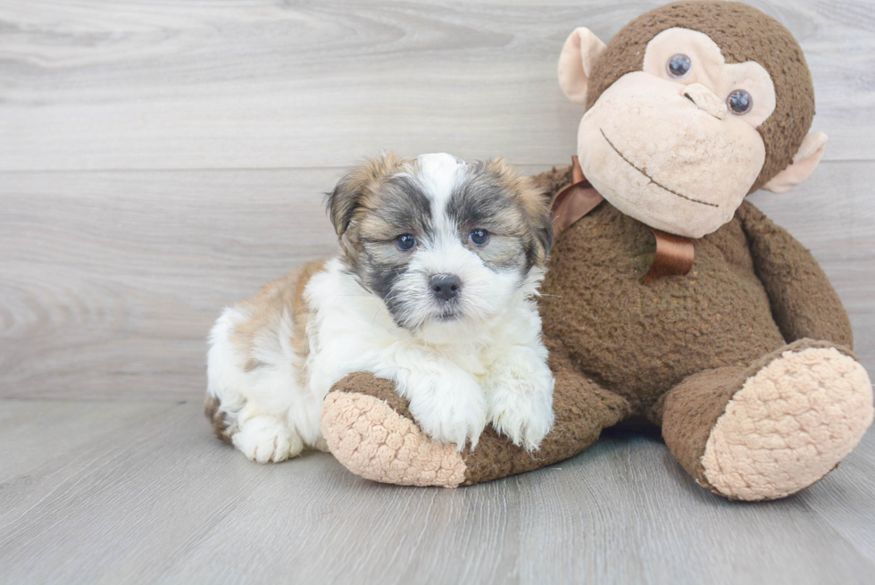 Funny Teddy Bear Designer Pup