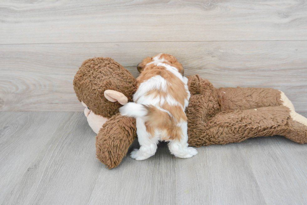 Energetic Shit Designer Puppy