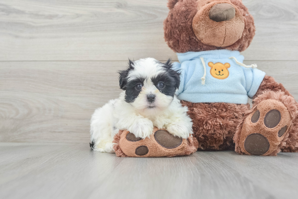 Teddy Bear Pup Being Cute