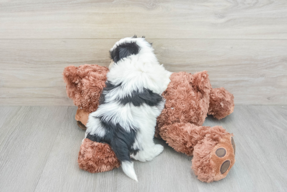 Teddy Bear Puppy for Adoption