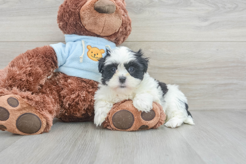 Best Teddy Bear Baby