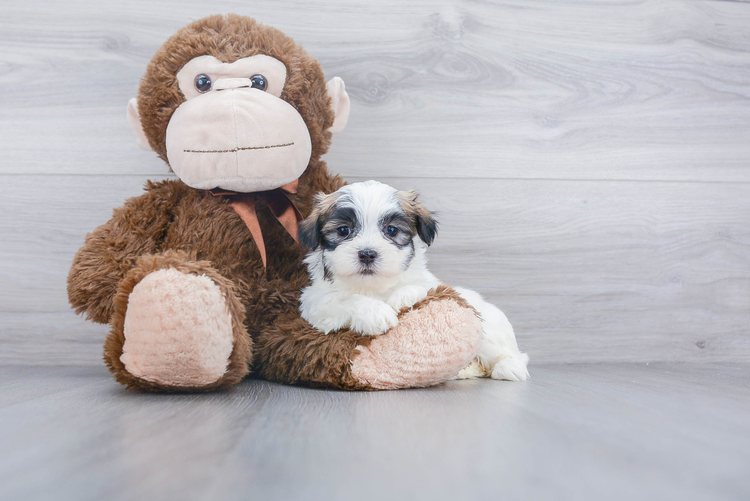 Fluffy Teddy Bear Designer Pup