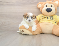 5 week old Teddy Bear Puppy For Sale - Premier Pups