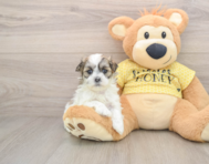 5 week old Teddy Bear Puppy For Sale - Premier Pups
