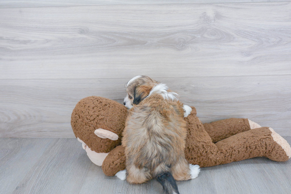 Teddy Bear Pup Being Cute