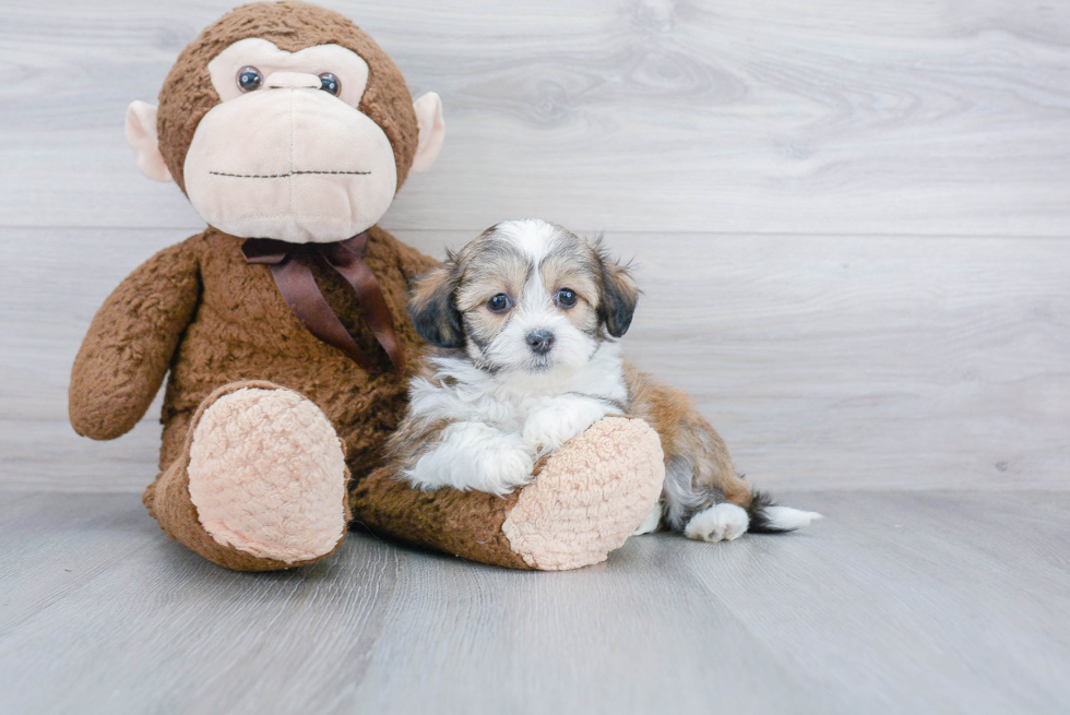 Petite Teddy Bear Designer Pup