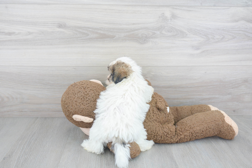 Friendly Teddy Bear Baby