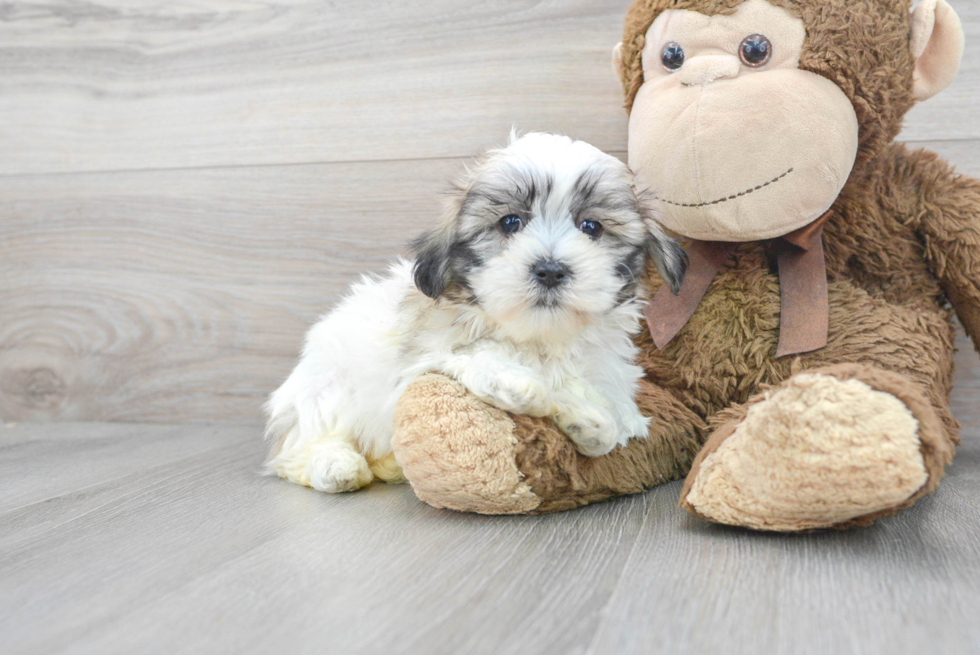 Best Teddy Bear Baby