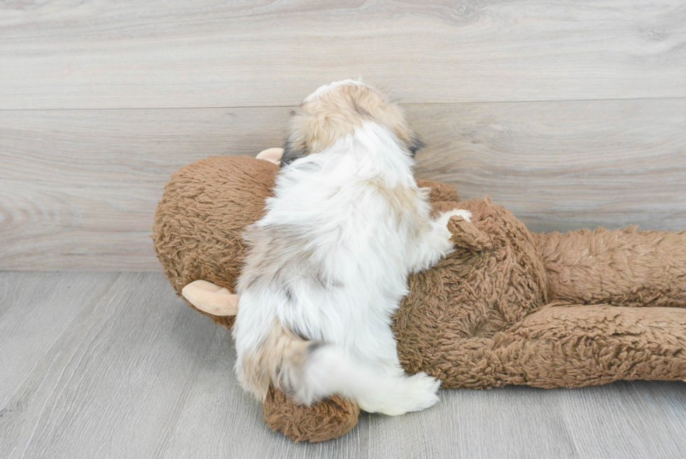 Petite Teddy Bear Designer Pup