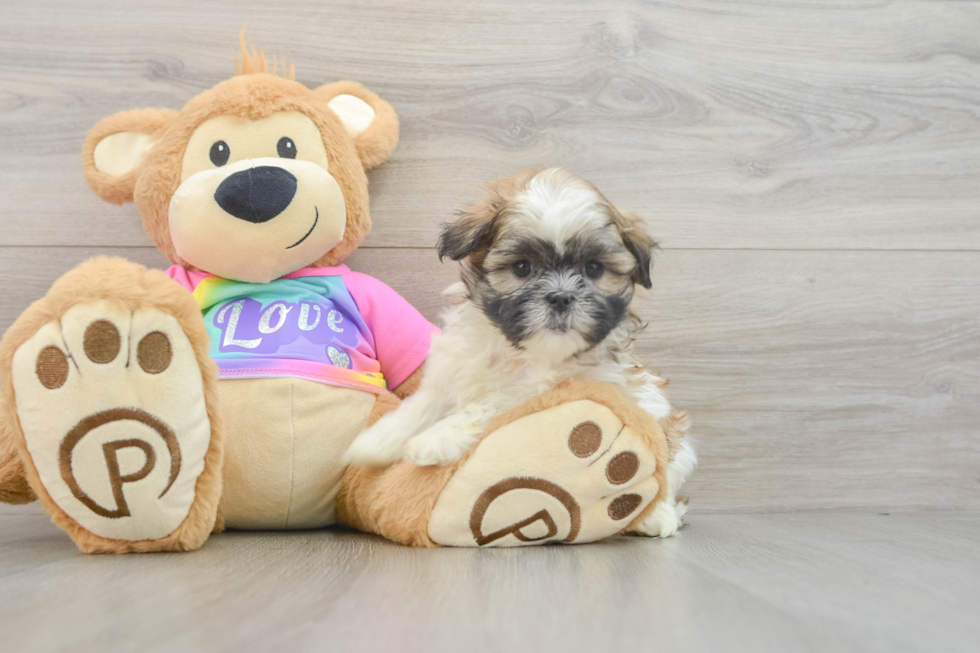 Best Teddy Bear Baby