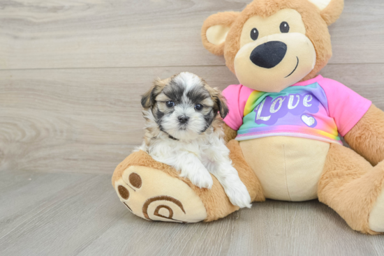 Teddy Bear Puppy for Adoption