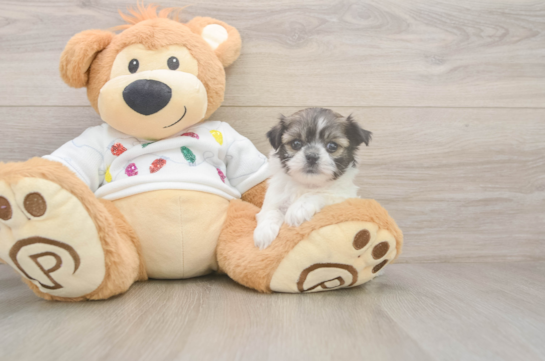 Teddy Bear Puppy for Adoption